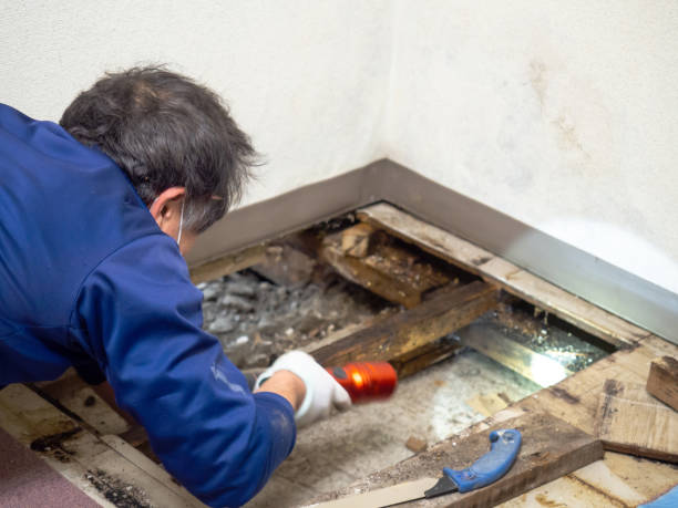 Best Mold Removal Company Near Me  in Lac Du Flambeau, WI
