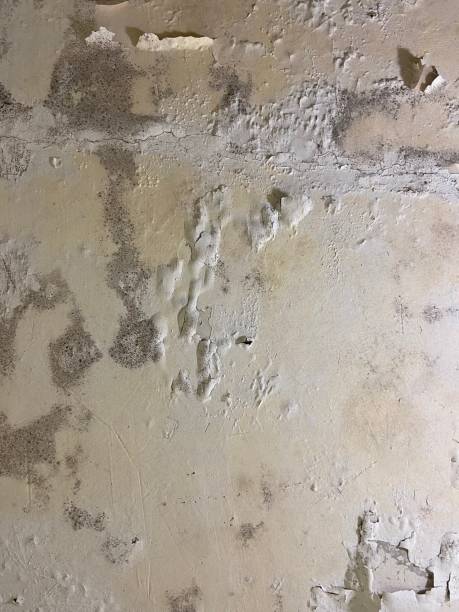 Best Mold Testing  in Lac Du Flambeau, WI