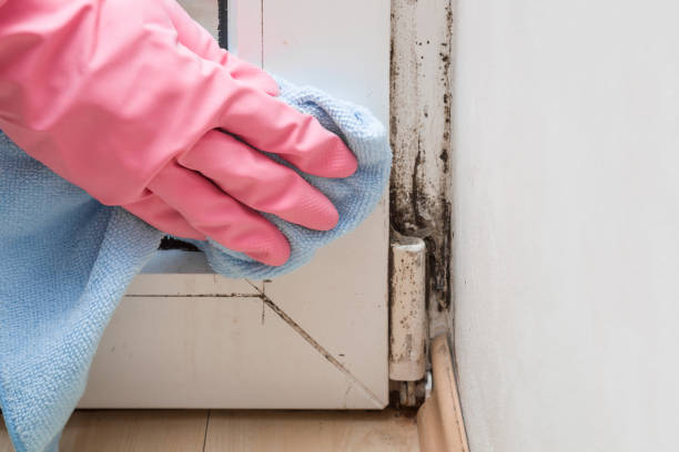 Best Mold Remediation  in Lac Du Flambeau, WI