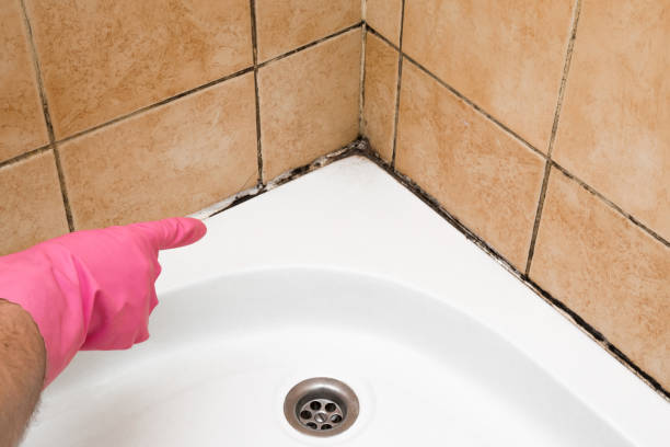 Best Commercial Mold Removal  in Lac Du Flambeau, WI