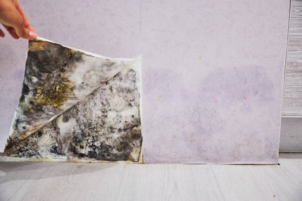 Professional Mold Removal in Lac Du Flambeau, WI